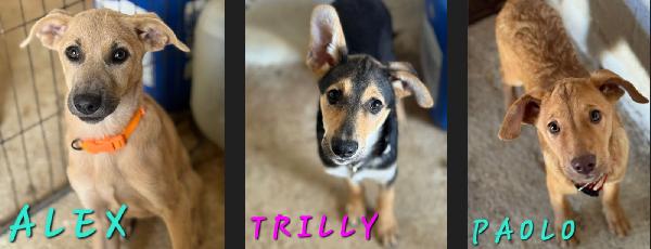 Alex, Paolo & Trilly In Cerca Di Adozione